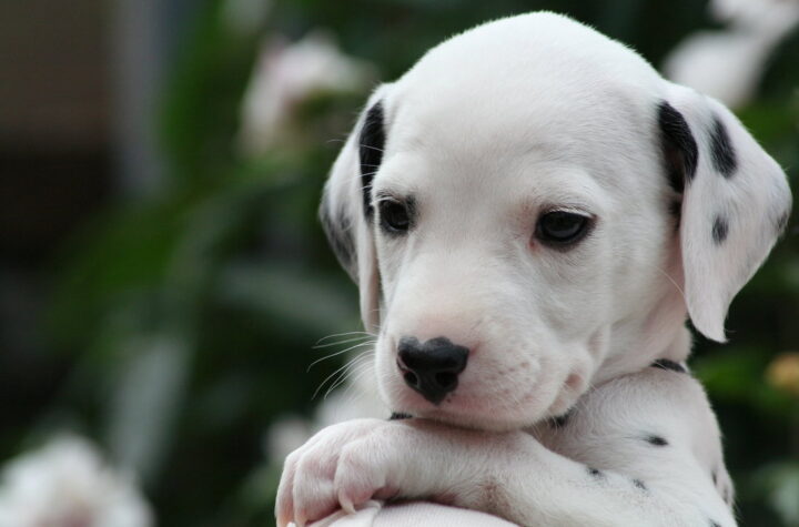 dalmatian puppies for sale